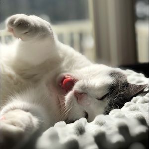 Meet your Posher, Dee